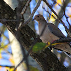 Mourning Dove