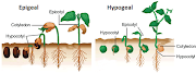 Epigeal and Hypogeal germination-Types of germination
