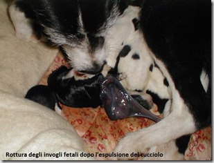 dogs-puppies-Welsh-border-Collie-cross-with-mother-including-birth-15-AL