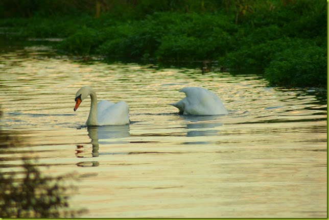 Two swans on the river