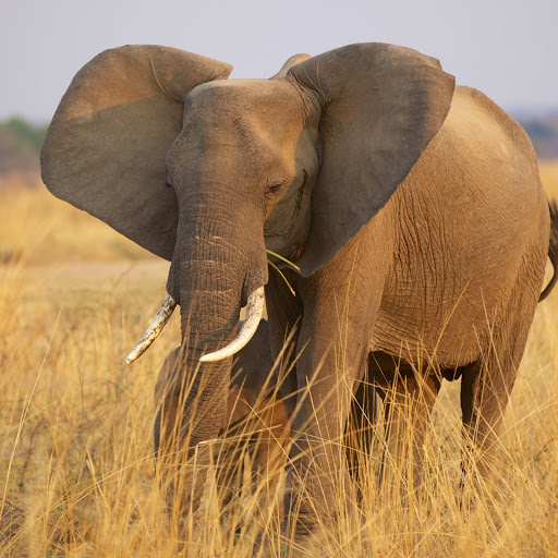 Hd-161824-ascw161824