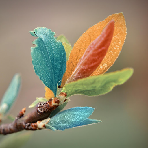 Hd-176721-ascw176721