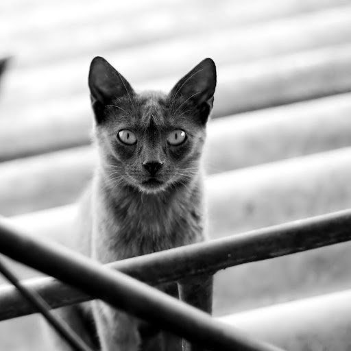 Hd-160423-ascw160423