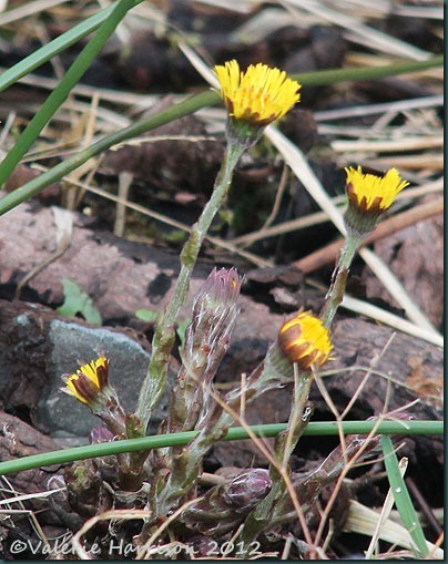 19-coltsfoot