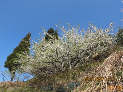 2013 恩愛農場 - 043