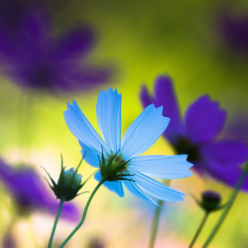 Hd-183481-ascw183481