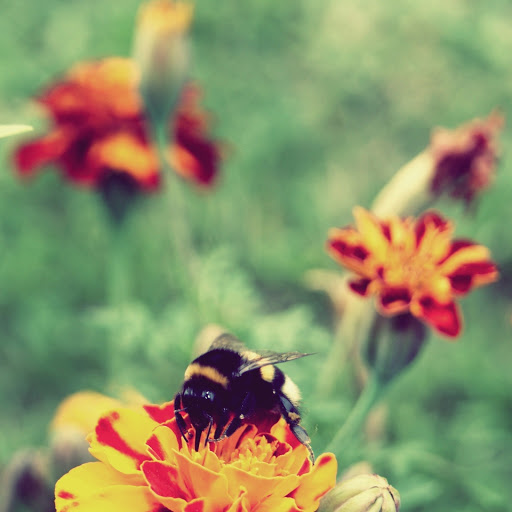 Hd-133827-ascw133827