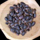 Scarlet Runner Beans