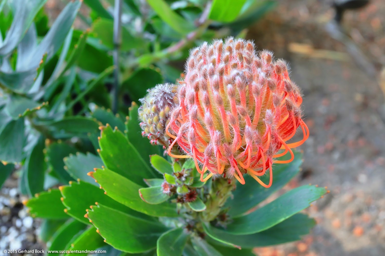 [150221_Leucospermum_Scarlet_Ribbon_005%255B2%255D.jpg]