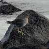 Wandering tattler