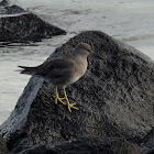 Wandering tattler