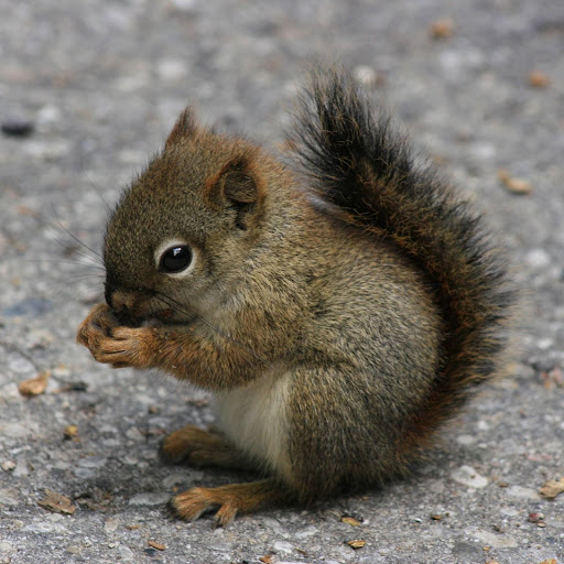 Hd-136541-ascw136541