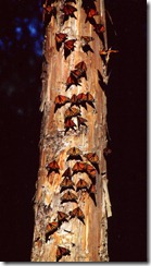 monarch-butterflies-on-tree