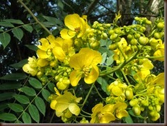 Senna spectabilis (DC.) H.S.Irwin & Barneby Fabaceae Caesalpinioideae: ขี้เหล็กอเมริกัน, สุวรรณพฤกษ์