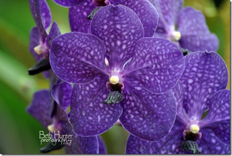 cr-ppl-orchid