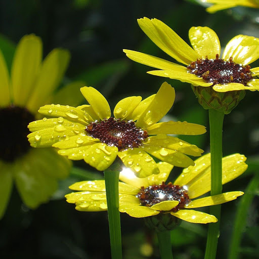 Hd-133292-ascw133292