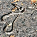 Bull snake or Gopher snake