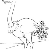 autruche3.jpg