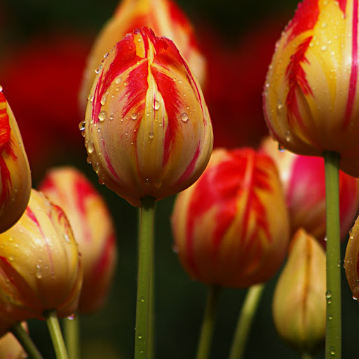 Hd-183365-ascw183365