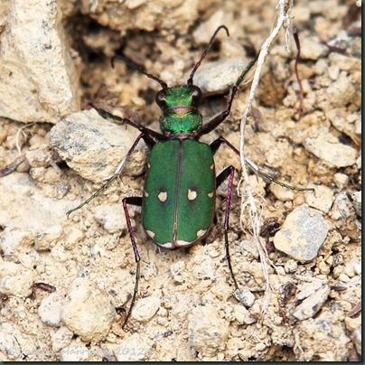 1 green-tiger-beetle