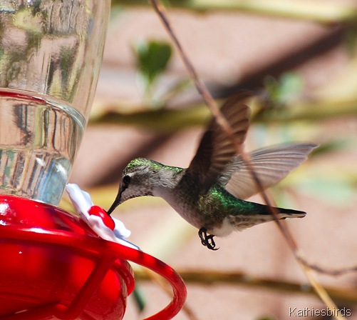 11. hummingbird-kab