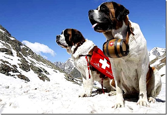 Two Saint Bernard dogs sit in the snow on the Great St. Bernard Pass after returning from their winter quarters in Martigny, Switzerland, Thursday, June 4, 2009. The dogs will spend the summer on the pass and return to Martigny towards the end of the year. (AP Photo/KEYSTONE/Jean-Christophe Bott)