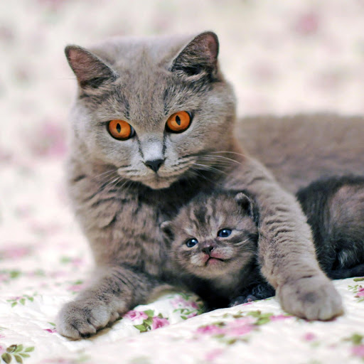 Hd-181273-ascw181273