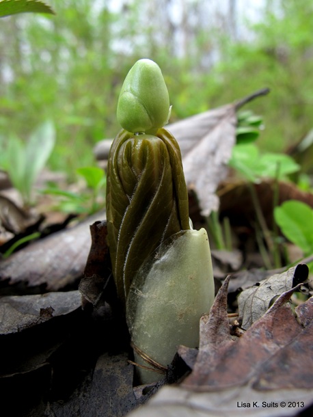 candling mayapple