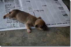 Baby TinTin