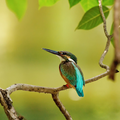 Hd-178006-ascw178006