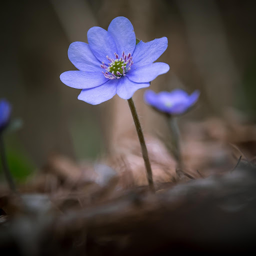 Hd-183601-ascw183601