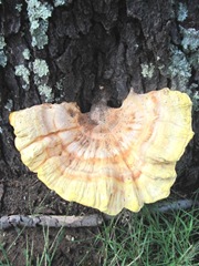 Fall 2011 huge fungi at dads 1