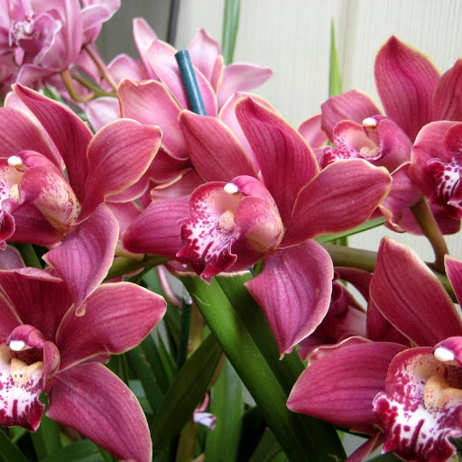 Hd-147654-ascw147654