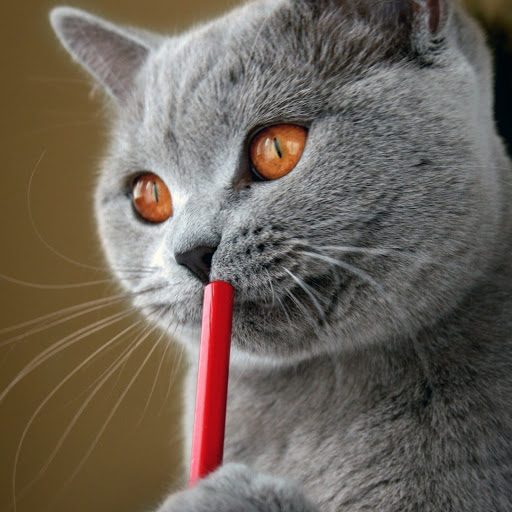 Hd-155018-ascw155018