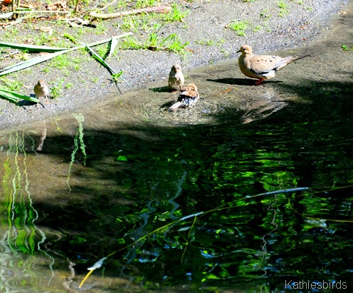 4. birds-DSC_0003