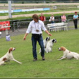 oder auch Vorstehhunde