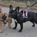 Bist du auch ein Bully?