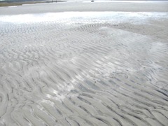 11.2011 skaket beach dennis low tide ripples in the sand2