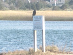 11.2011 crow on sign grays beach
