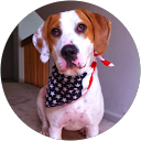 Mario Persico profile picture