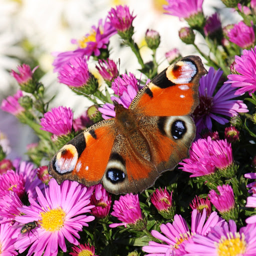 Hd-151526-ascw151526