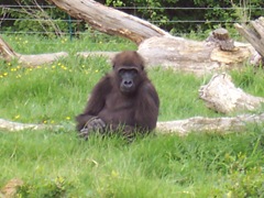 2005.05.06-037 gorille