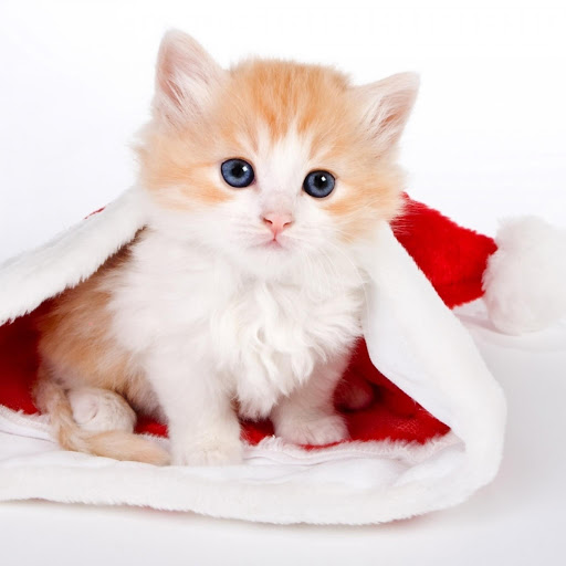 Hd-176153-ascw176153