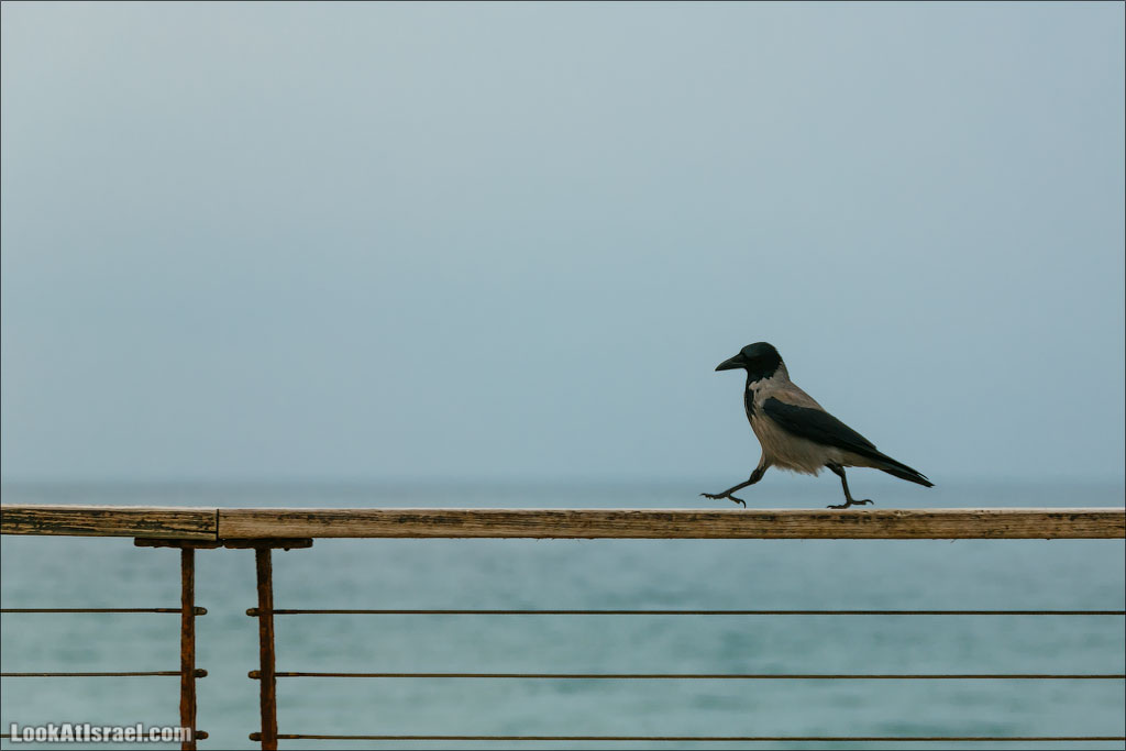 Все интересное с улиц Тель Авива. LookAtIsrael.com - Фото путешествия по Израилю
