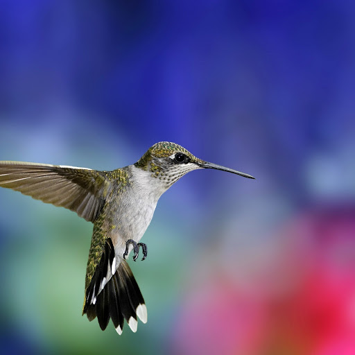 Hd-146613-ascw146613