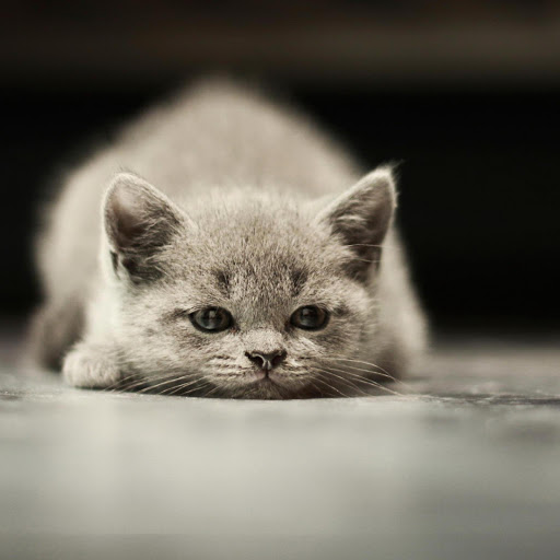 Hd-176570-ascw176570