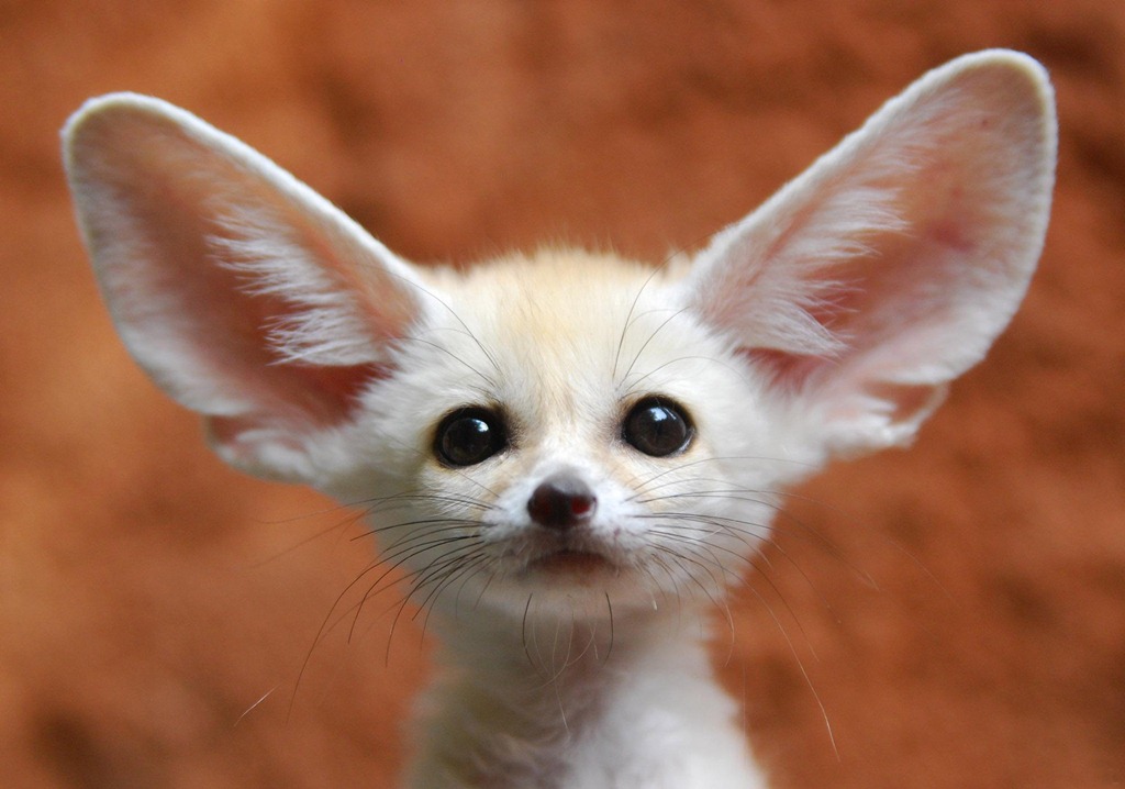 [big-ears-animal%255B6%255D.jpg]