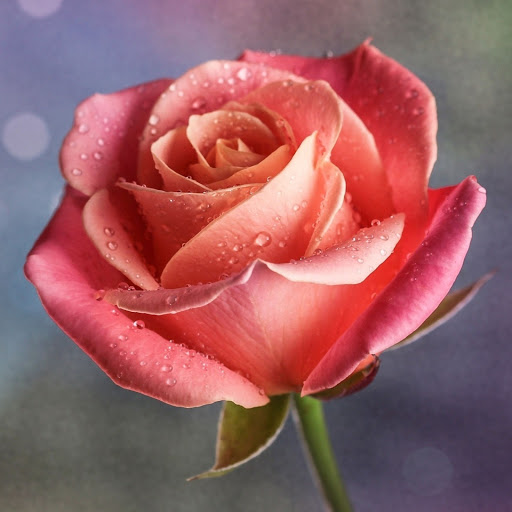 Hd-141776-ascw141776