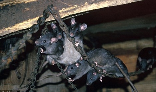Les rats noirs dans Montecristo