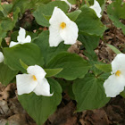 White trillium